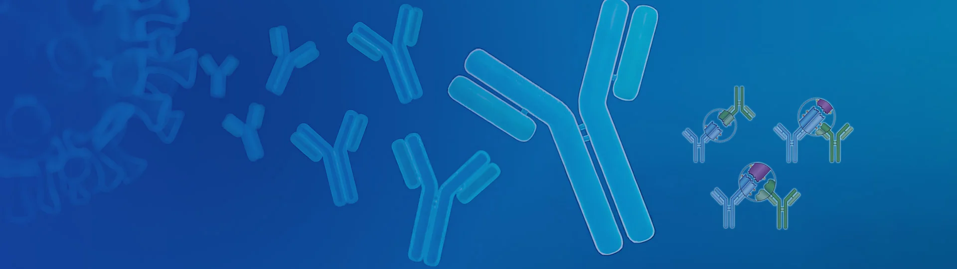 Anti-idiotype Antibody Production Service